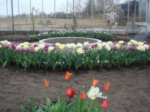 Tulipaner og bassin