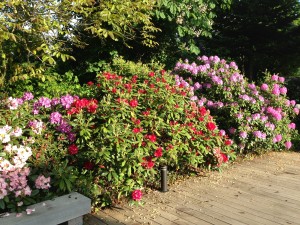 Rhododendron store buske