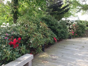 rhododendron5
