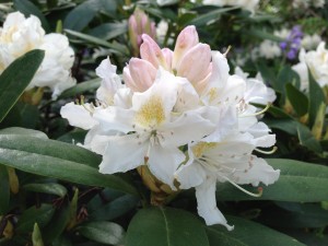 rhododendron6