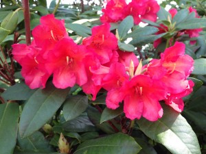 rhododendron7