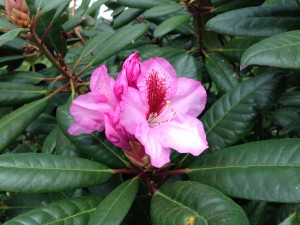 rhododendron8