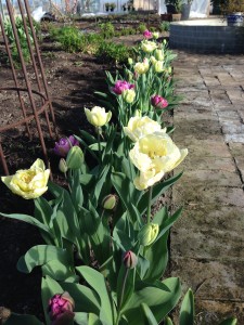 tulipaner 16-3_2
