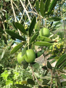 oliven 5