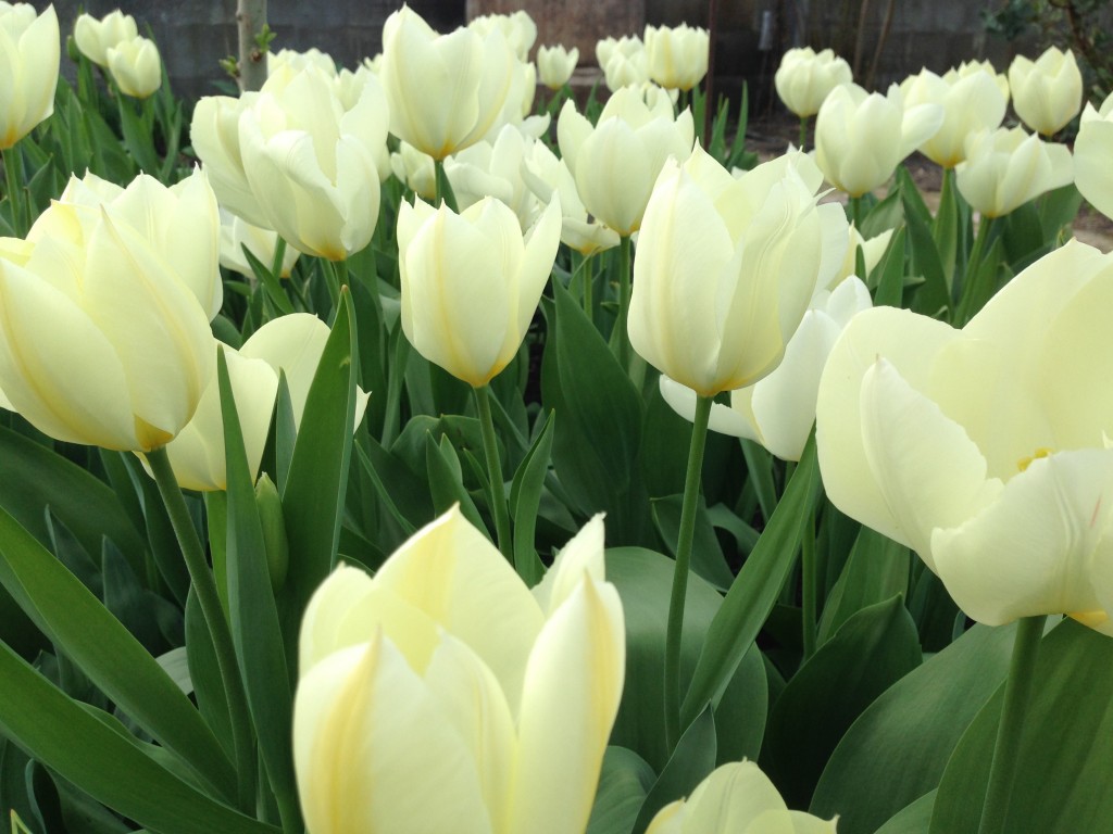 tulipaner part two 4