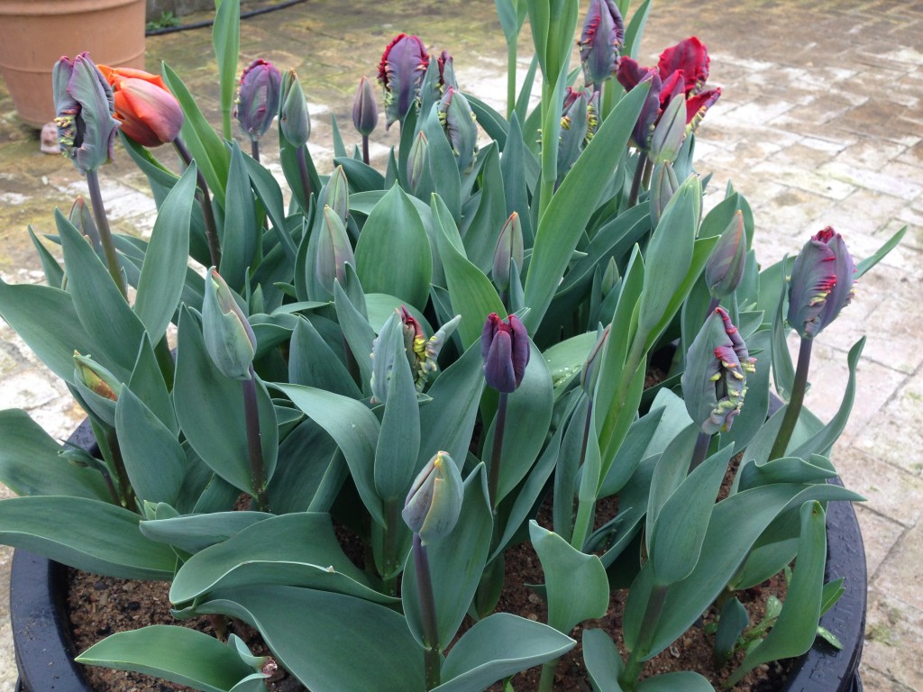 tulipaner part two 5