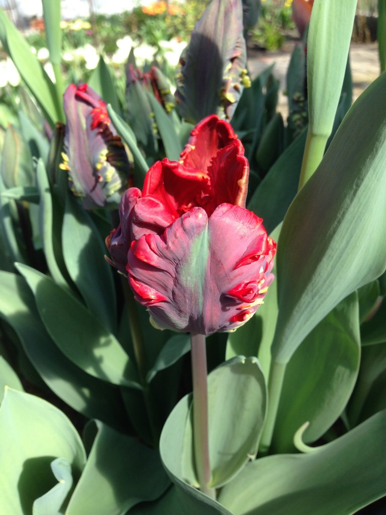 tulipaner part two 6