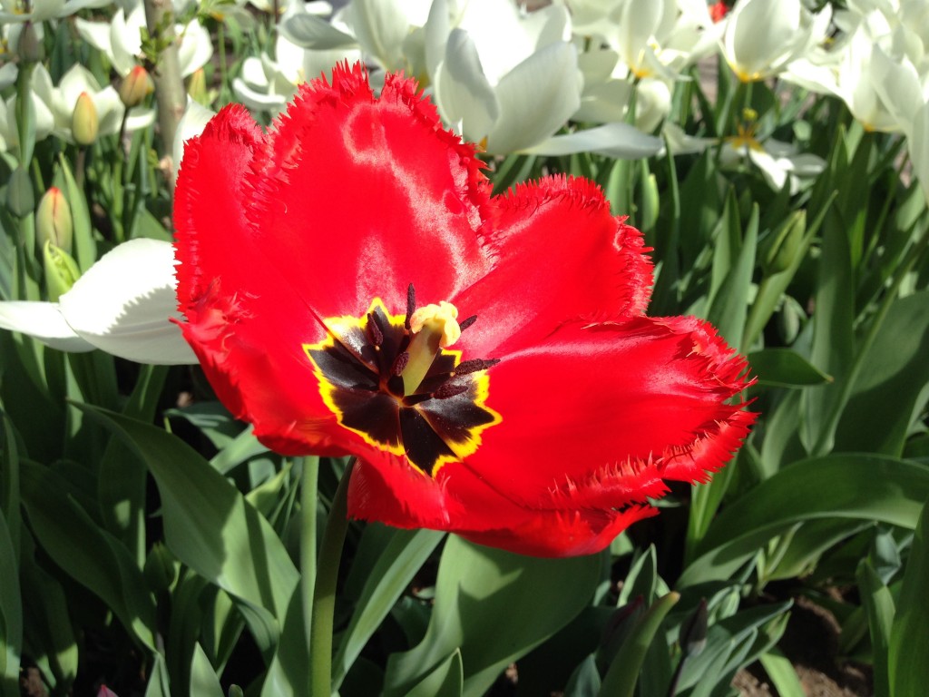 tulipaner tre 2