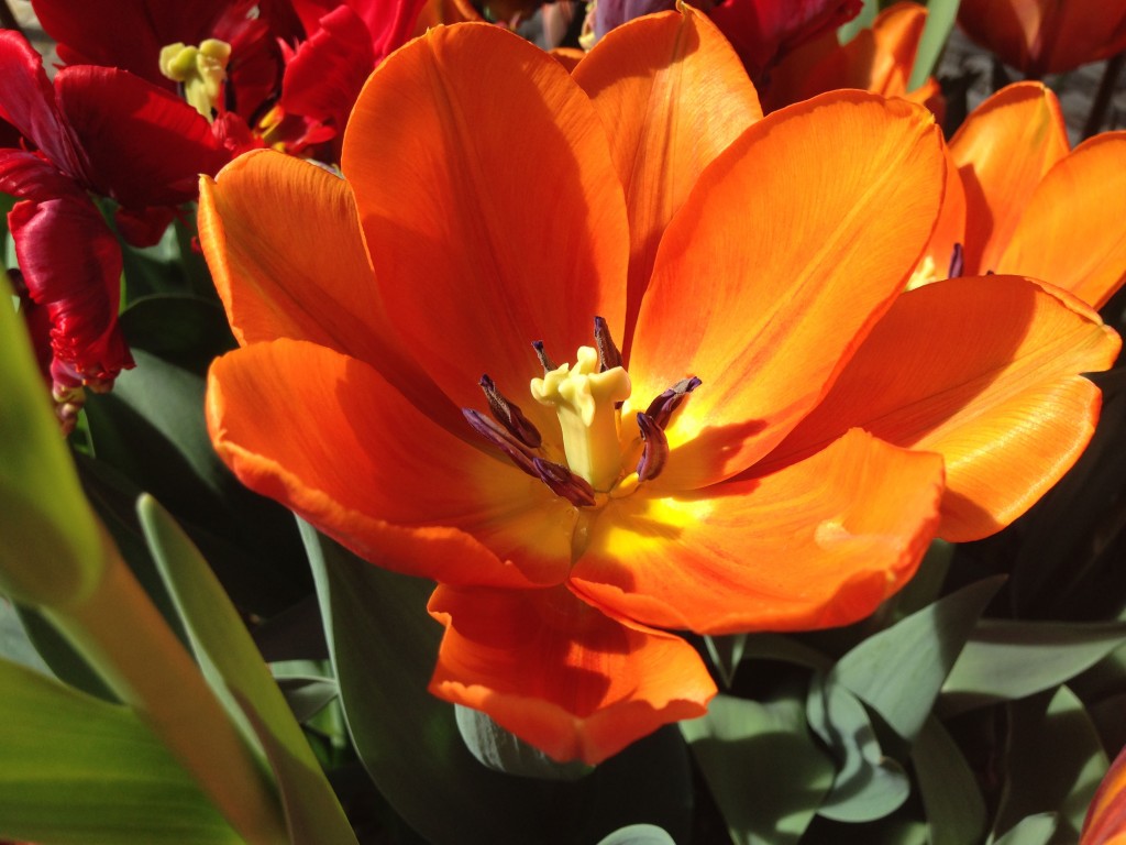 tulipaner tre 3