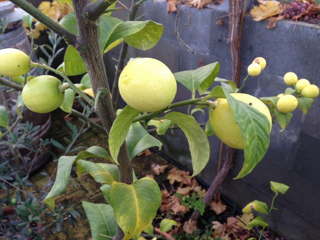citrus 5